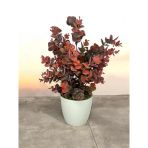 Nettenevime Yapay Çiçek Beyaz Saksıda Okaliptus Şimşir Demeti Pudralı Pastel Bordo Dekoratif Yapay Bitki
