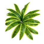 nettenevime Yapay Çiçek Dracaena Massengena Yaprağı Demeti 11 Yapraklı 40*50cm Dik Duvar Çiçeği Yapay Bitki