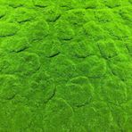 nettenevime Yapay Çiçek Duvar Kaplama Yosun Paneli 1M2 100*100CM Moss Dik Duvar Uygulama