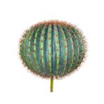 nettenevime Yapay Çiçek Echinocactus Grusonii Altın Fıçı Kaktüs 60*60cm Cactüs sk4012