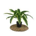 nettenevime Yapay Çiçek Masengena Sansevieria 12 Dal 40*50cm Salon Çiçeği Plastik Siyah Saksılı Yapay Bitki