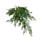 nettenevime Yapay Çiçek Sarkan Şimşir Okaliptus Jumbo Boy 75*35cm Yapay Sarmaşık