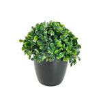 nettenevime Yapay Çiçek Şimşir Bonus 19*17cm Yapay Bitki Siyah Plastik Saksılı Dekoratif Süs Çiçeği