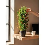 Nettenevime Yapay Çiçek Siyah Saksıda Turuncu Lotuslu Yeşil Şimşir Ağacı 70*30cm