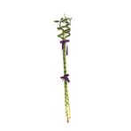 neva grup Dracena Lucky Bamboo , Şans Bambusu 100 Cm 3 Adet
