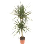 neva grup Dracena Marginata 2 Li