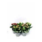 neva grup Kalanchoe, Kalanşo 5'li Paket Halinde 25cm