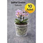 NEXVORİA 10 ADET ORKİDE ÜRETİM SAKSISI -ŞEFFAF (12 POT)