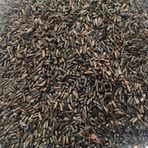 Nijer Tohumu 120 Gr Kuşlar İçin Nijer Tohum Yemi Kızıştırıcı Yem