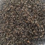 Nijer Tohumu 500 Gr Kuşlar İçin Nijer Tohum Yemi Kızıştırıcı Yem