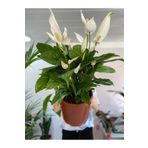 NİLAY FLOWERS Barış Çiçeği Bol Çiçekli 70-80 Cm Saksı Çapı 24 Cm Xl