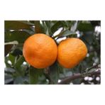 Nisa Fidancılık 5 Yaş Satsuma Mandalina Fidanı