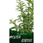 Nocturnum Limon Melisa Çiçeği Fidanı 10-20 Cm