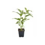 Nocturnum Limon Melisa Çiçeği Fidanı 10-20 Cm