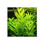 Nomaphila Siamensis Saksı Canlı Bitki TR-B098