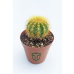 Notocactus Leninghausii - Golden Ball Kaktüs - 5.5 cm Saksıda