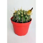Notocactus Submammulosus Büyük Boy Kaktüs Sarı Çiçek Açan Canlı Parlak Özel Tür 8.5 Cm Kırmızı Saksıda