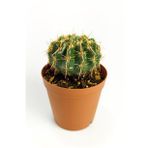 Notocactus Summammulasus Nadide Özel Tür Kaktüs Nadir Kaktüs 5.5 cm Saksıda