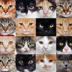 Nova Puzzle 1000 Parça Sevimli Kediler Kolajı Panorama