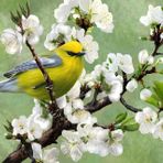 Nova Puzzle Baharın Habercisi 1000 Parça Puzzle
