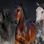 Nova Puzzle Üç Asil Yürek 1000 Parça Puzzle