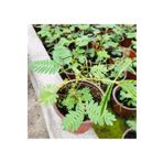 Nüda Collection Küstüm Çiçeği Fidanı Mimosa Pudica 10-20 Cm