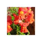 Nura Botanik 10 Adet Kırmızı Sarı Aslanağzı Çiçeği Fidanı, 5-15cm Tüplü, Snapdragon