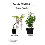 Nura Botanik 2'li Bahçe Çiçeği Seti, Kokulu Mor Salkım + Reçellik Isparta Gülü, Saksılı, 40-60 cm