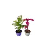 Nura Botanik 2'Li Balkon Seti, Mini Areka + Çingene Şalvarı Çiçeği