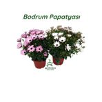 Nura Botanik 2'Li Bodrum Papatyası Çiçeği Beyaz+Pembe Saksılı Canlı Çiçek