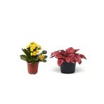 Nura Botanik 2'Li Takım Seti Sarı Kalanşo + Kırmızı Hostes Çiçeği, 10-30 cm