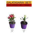 Nura Botanik 2'Li Takım Seti Sarı-Kırmızı Milli Dikenler Tacı Bitkileri, 10-30 cm, Mor Saksı