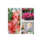 Nura Botanik 3 Adet Yılbaşı Çiçeği, 30-45 cm Saksılı, Euphorbia Pulcherrima