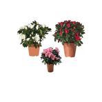 Nura Botanik 3'lü Açelya Çiçeği Fidanı, Kırmızı Beyaz Pembe, 20-40 cm, Saksılı, Rhododendron Simsii