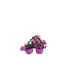 Nura Botanik 3'lü Mini Set, Pembe Hostes, Pembe Cam Güzeli, Mine Çiçeği