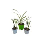 Nura Botanik 3'lü Set Mini Japon Şemsiyesi ve Mini Kurdele Bitkisi, 5-10 cm