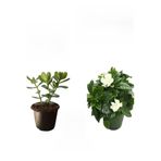 Nura Botanik 3'lü Set Para Çiçeği, Gardenya Çiçeği, Hediyelik Kırmızı Gül Fidanı