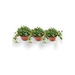 Nura Botanik 3'lü Tesbih Çiçeği (İnci Tanesi) Senecio Rowleyanus
