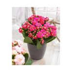 Nura Botanik Açık Pembe Canlı Kalanchoe Çiçeği, Saksılı, İthal