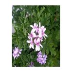 Nura Botanik Açık Pembe İtır Sardunya Çiçeği Fidesi, 20-40 cm, Saksılı Çiçekli Bodur Bitki, Geranium
