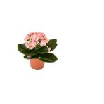 Nura Botanik Açık Pembe Kalanchoe Çiçeği, Sukulent Hediyeli, Çiçekli Bodur Bitki