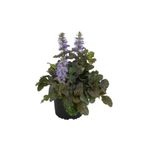 Nura Botanik Ajuka Mayasıl Otu, Arı Kovanı Yüksük Otu, 1 Adet Saksılı, 10-20 cm, Bahçe Bitkisi