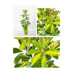 Nura Botanik Alacalı Şeflera Çiçeği, 40-100 cm, Saksılı İç Mekan Bitkileri, Schefflera