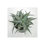Nura Botanik Aloe White Beauty Sukulent Bitkisi