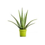 Nura Botanik Aloevera Bitkisi, 30 cm, Ev Bitkisi, Ofis Bitkisi, Salon Bitkisi