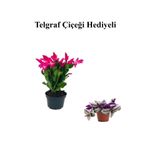Nura Botanik Anneler Gününe Özel Pembe Renk Yılbaşı Çiçeği-kaktüsü Telgraf Hediyeli