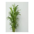 Nura Botanik Areka Palmiyesi, 100-120 cm, 4-5 Litrelik Saksıda, İç Mekan Bitkisi, Yeşil