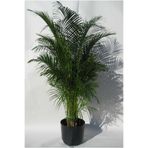 Nura Botanik Areka Palmiyesi, 80 cm, Siyah Saksı