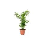 Nura Botanik Areka Palmiyesi, Chamaedorea, 8cm Saksı, 30-35cm, Ev Ofis Salon Bitkisi