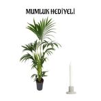 Nura Botanik Areka Palmiyesi Salon Bitkisi, Mumluk Hediyeli